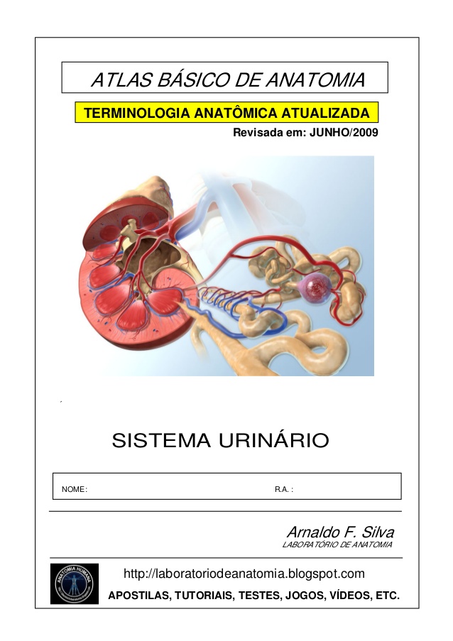 sistema urinario anatomia